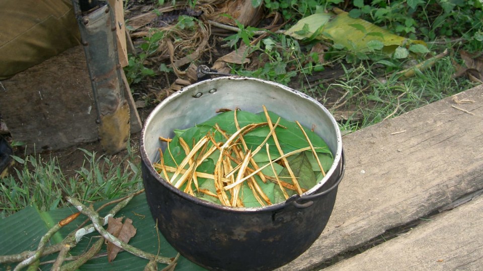 Příprava ayahuasky
